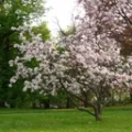 Magnolia ALEXANDRINA