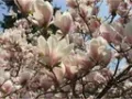 Magnolia ALEXANDRINA