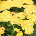 Krwawnik