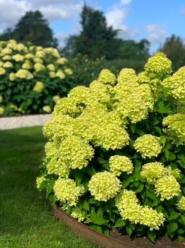 Hortenzie latnatá 'Little Lime'