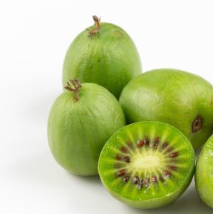 Kiwi KOKUWA 