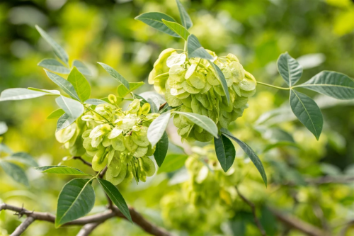 Trojlistec Pahýlovitý