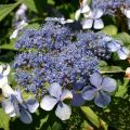 Hortensja piłkowana BLUEBIRD