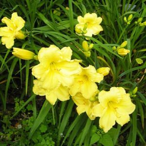 Denivka FRAGRANT REFLECTION