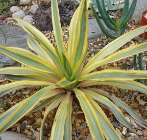 Juka obloukolistá BANANA SPLIT