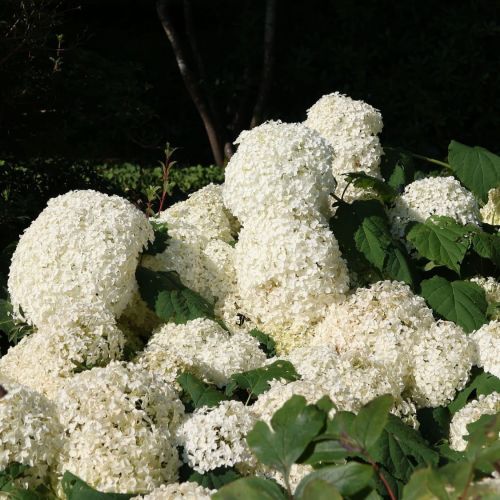 Hortenzie STRONG ANNABELLE 