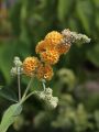 Budleja Waleriana SUNGOLD