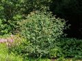 Budleja Waleriana SUNGOLD