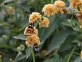 Budleja Waleriana SUNGOLD