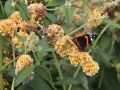 Budleja Waleriana SUNGOLD
