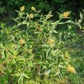Budleja Waleriana SUNGOLD