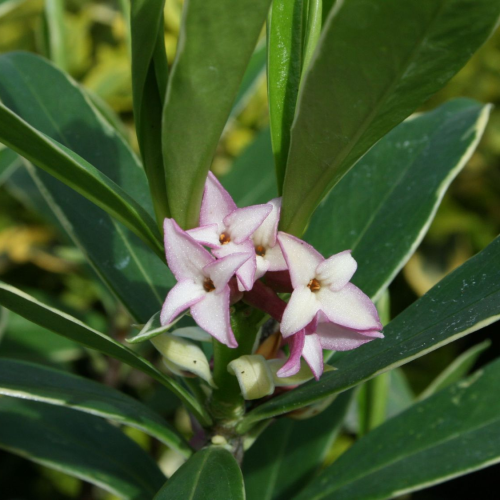 Lýkovec Vonný AUREOMARGINATA 