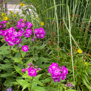 Plamenka latnatá LAURA