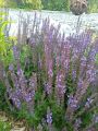 Szałwia omszona OSTFIESLAND