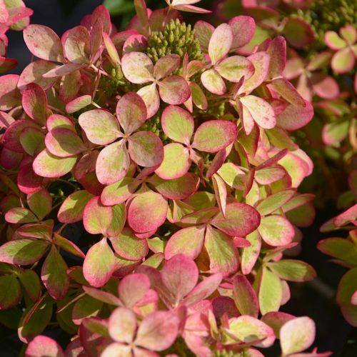 Hortenzie latnatá PASTELGREEN