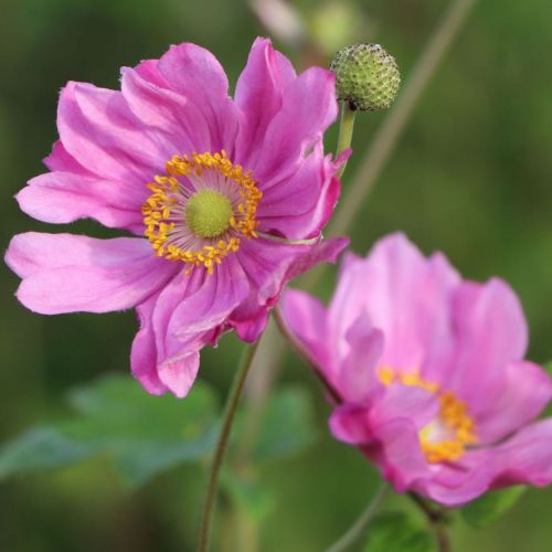 Sasanka 'Margarete' 