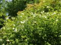 Hibiskus WHITE CHIFFON - ketmia syryjska