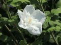 Hibiskus WHITE CHIFFON - ketmia syryjska