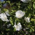 Hibiskus WHITE CHIFFON - ketmia syryjska