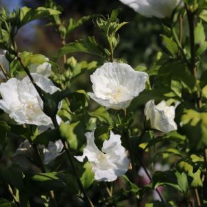 Hibiscus ibišek WHITE CHIFFON