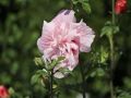 Hibiskus PINK CHIFFON - ketmia syryjska