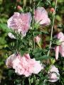 Hibiskus PINK CHIFFON - ketmia syryjska