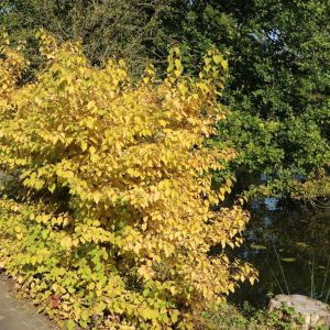 Dřín MIDWINTER FIRE