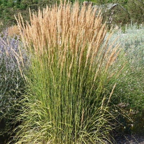 Třtina ostrokvětá 'Avalanche'