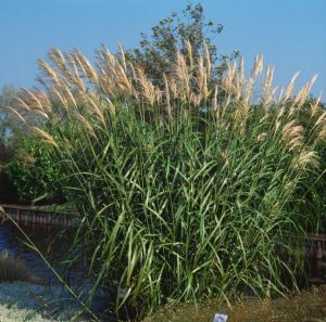 Ozdobnice čínská SILBERSPINNE