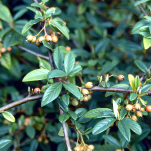 Skalník vrbolistý PARKTEPPICH 