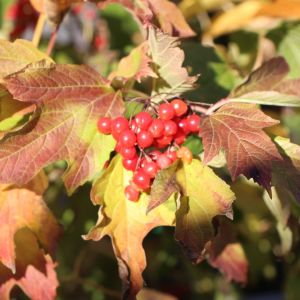 Kalina obecná COMPACTUM