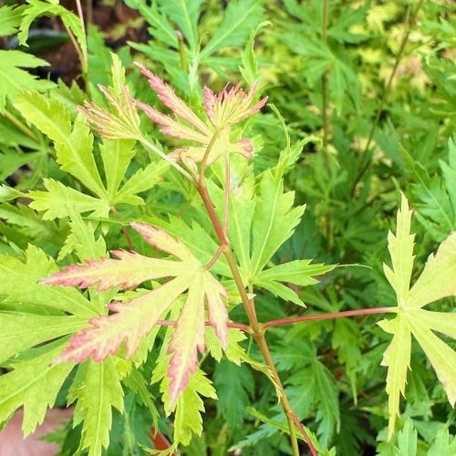 Javor dlanitolistý ORANGE LACE 