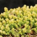 Rozchodnik YELLOW QUEEN