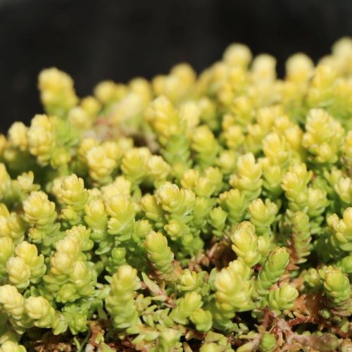 Rozchodník  YELLOW QUEEN