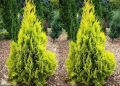 Thuja 4EVER GOLD