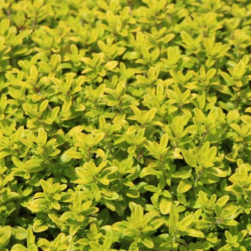 Mateřídouška citrónová AUREUS