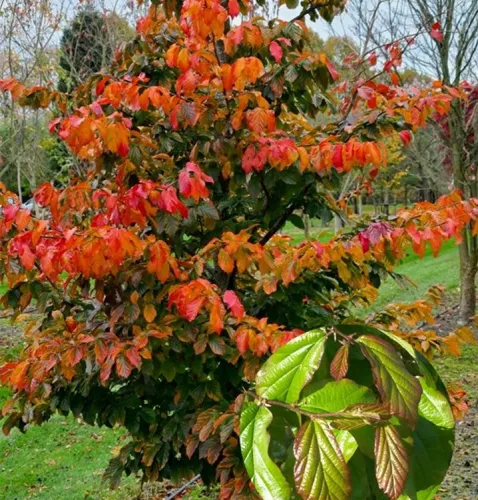 Parrotie perská 'Bella' 