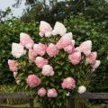 Hortensja bukietowa LIVING PINK&ROSE