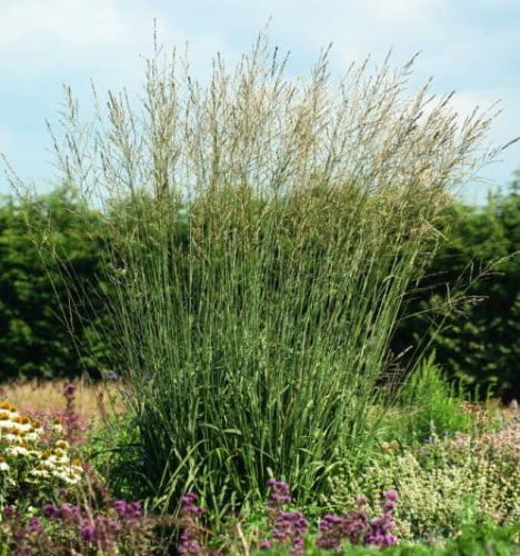 Třtina křovištní 'Karl Foerster'