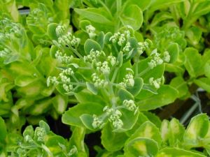 Rozchodník 'Variegata'