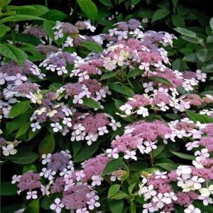 Hortenzie pilovitá  BLUEBIRD