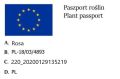 RÓŻA okrywowa czerwona