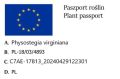 Odętka wirginijska ROSEA.jpg