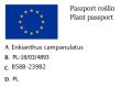 Enkiant dzwonkowaty.jpg