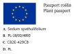 Rozchodnik łopatkowaty PURPUREUM