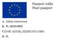 Szałwia Omszona MERLEAU WHITE