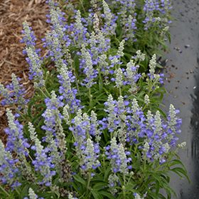 Šalvěj FARINA BICOLOR BLUE