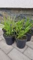 Trawa Hakonechloa GREENHILLS