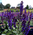 Szałwia MIDNIGHT PURPLE