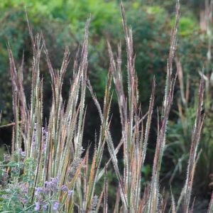 Proso prstnaté HA HA TONKA 